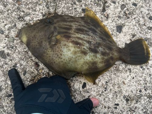 カワハギの釣果