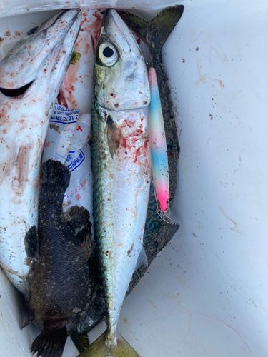 サバの釣果