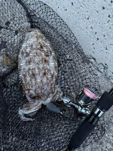 モンゴウイカの釣果