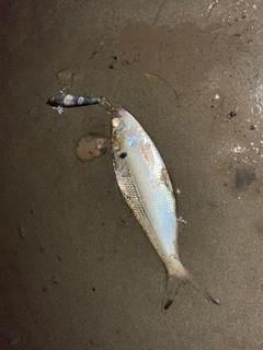 コノシロの釣果
