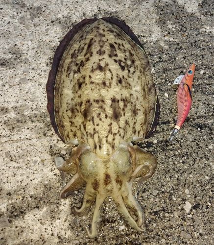 コウイカの釣果