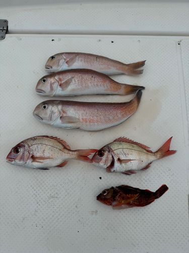 シロアマダイの釣果