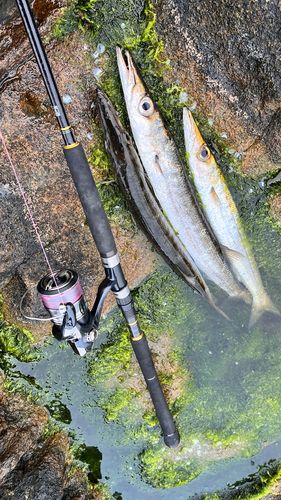 アカカマスの釣果