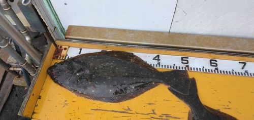 ヒラメの釣果