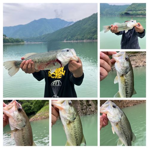 ブラックバスの釣果