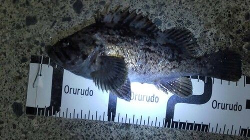 クロソイの釣果