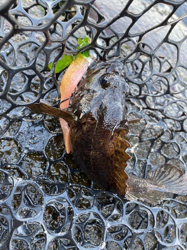 クロメバルの釣果