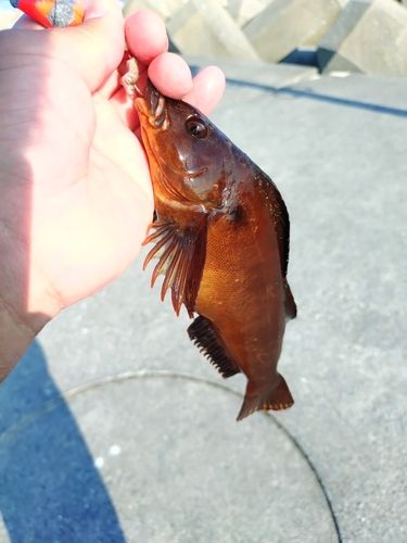 アイナメの釣果