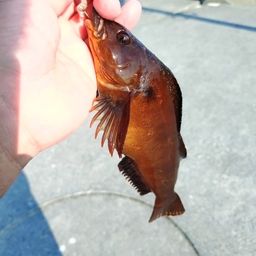 アイナメ