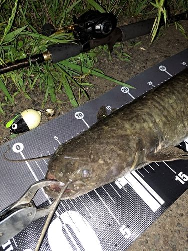 ナマズの釣果