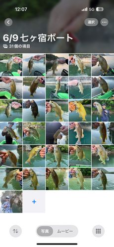 スモールマウスバスの釣果