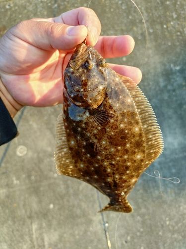 ヒラメの釣果