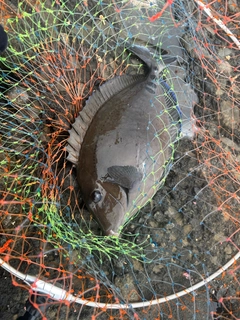 ニザダイの釣果