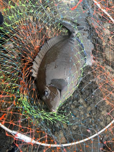 ニザダイの釣果