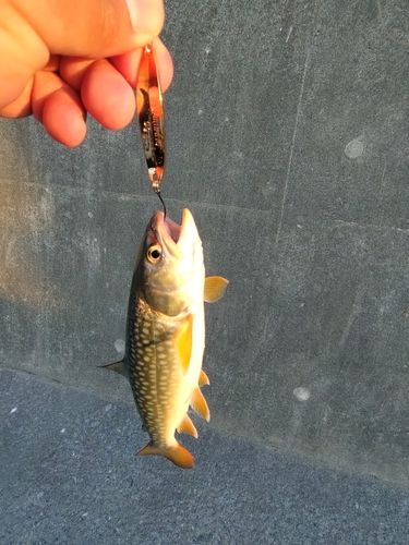 アメマスの釣果