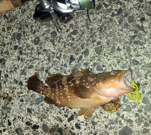 キジハタの釣果