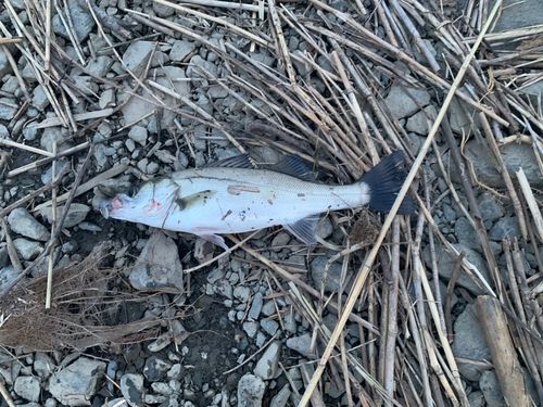 スズキの釣果