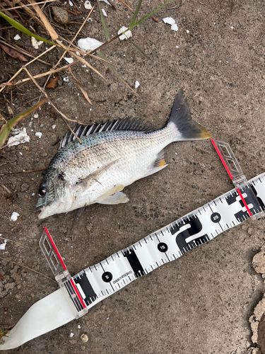 キビレの釣果