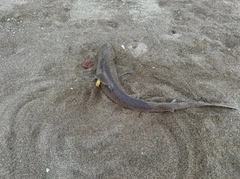 サメの釣果