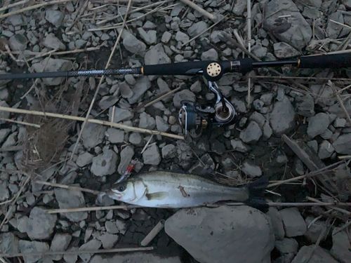 スズキの釣果
