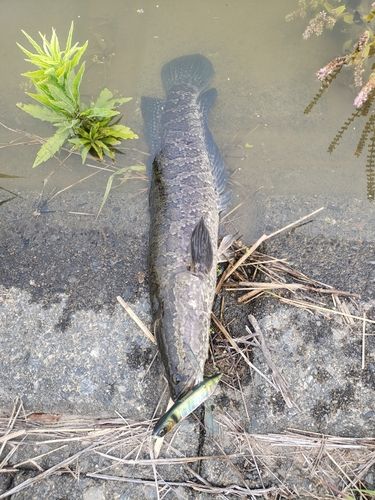 ライギョの釣果