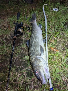 ニゴイの釣果