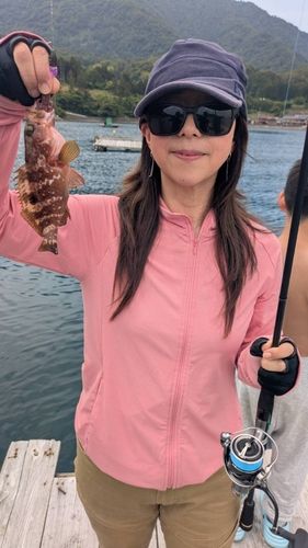 アコウの釣果