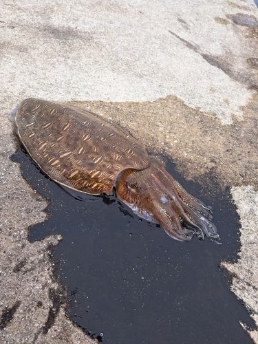 モンゴウイカの釣果