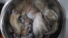マダコの釣果
