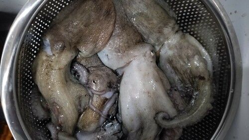 マダコの釣果