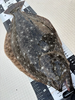 ヒラメの釣果