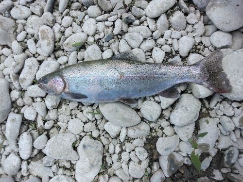 ニジマスの釣果