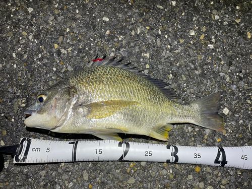 キビレの釣果