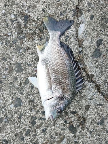 キチヌの釣果