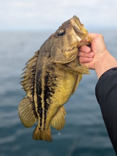 シマゾイの釣果