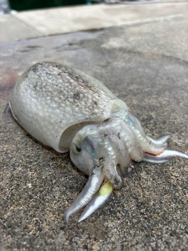 シリヤケイカの釣果