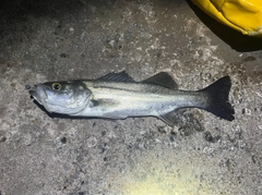 スズキの釣果