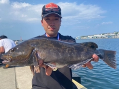 アイナメの釣果