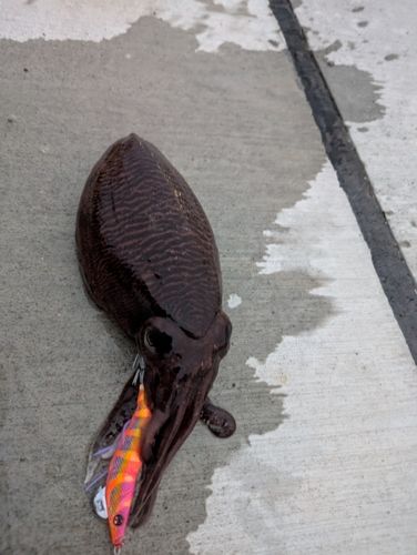 コウイカの釣果