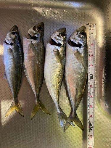 アジの釣果
