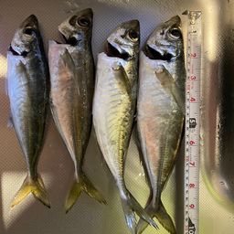 アジ