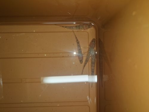 マハゼの釣果