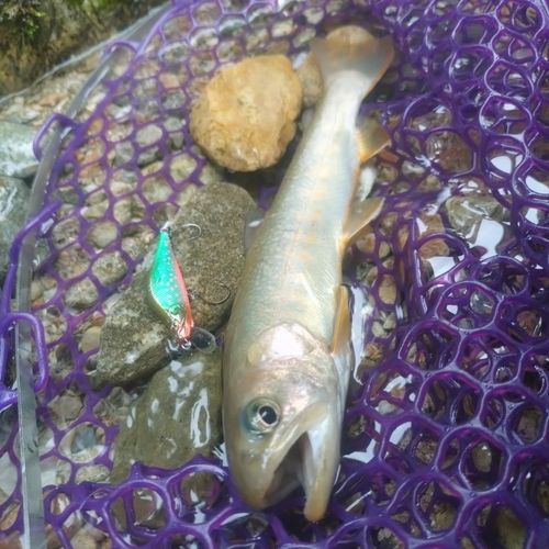 イワナの釣果