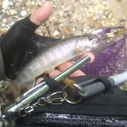 イワナの釣果