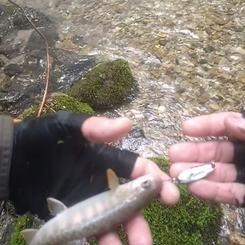 イワナの釣果