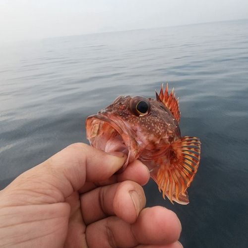 カサゴの釣果