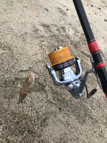 シロギスの釣果