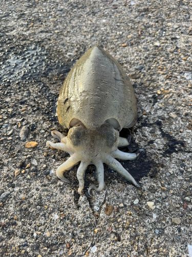モンゴイカの釣果