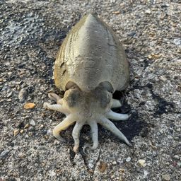 モンゴイカ