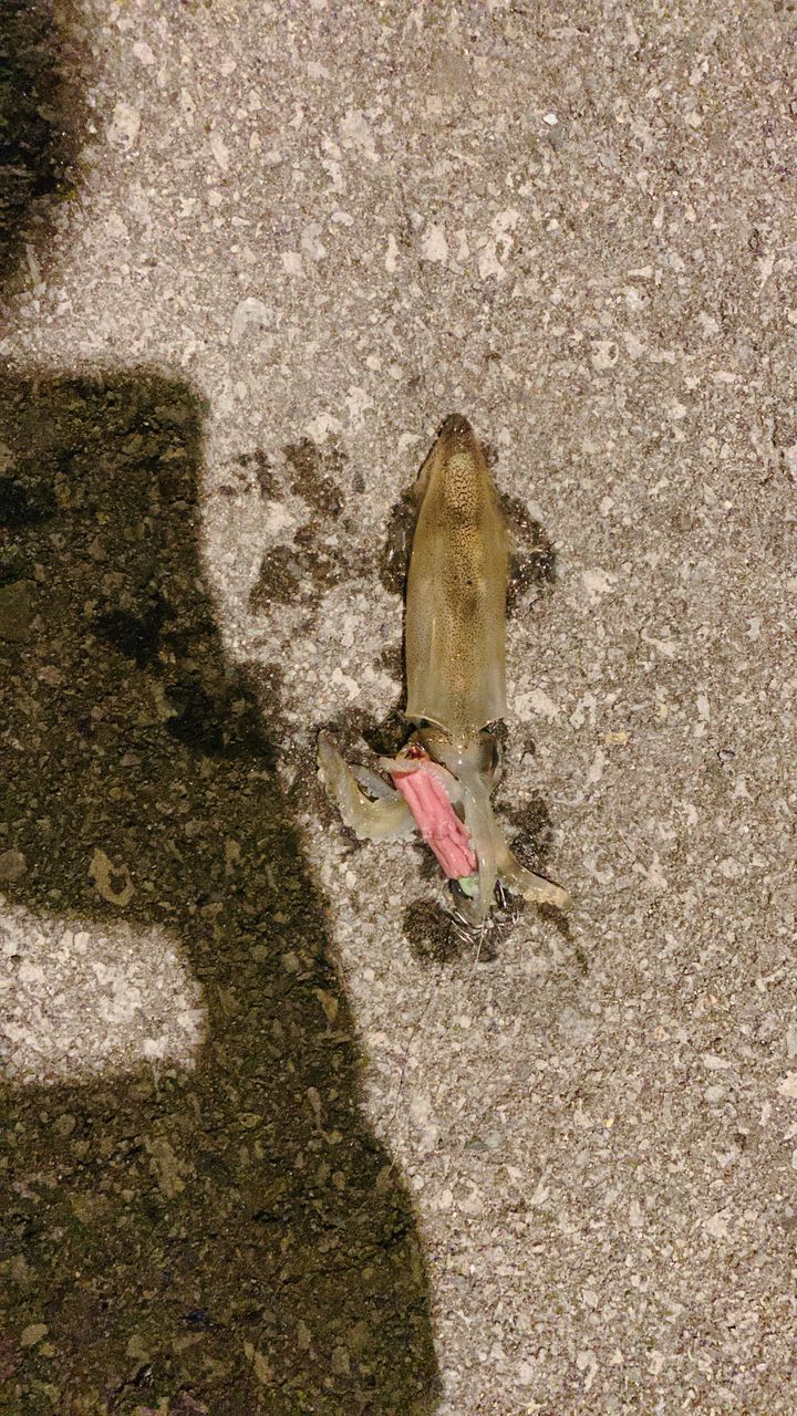 ヒイカ